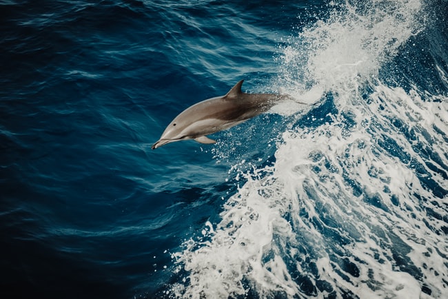 Cosa significa sognare i delfini?