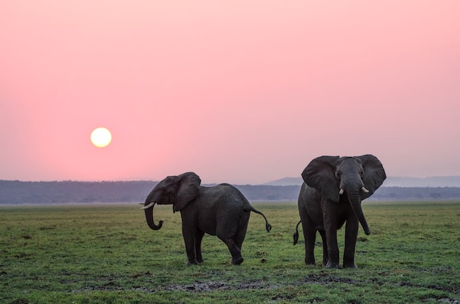 Cosa significa sognare un elefante?